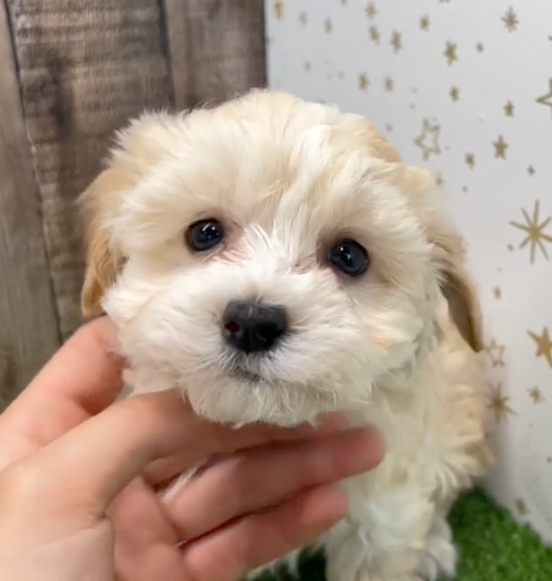 cream havapoo puppy 